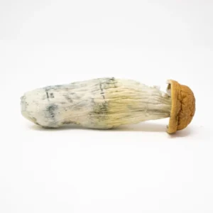 Penis Envy Shrooms