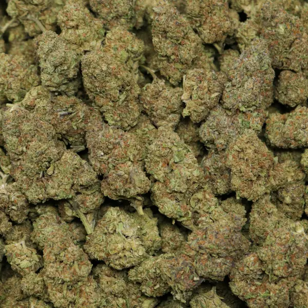 Gelato Ice - Image 2
