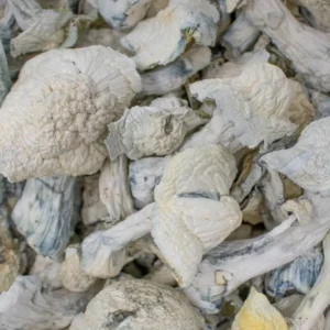 Albino Penis Envy Shrooms
